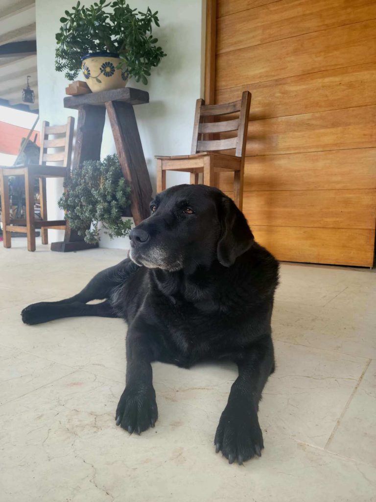 Atenea, the property mascot at the finca in Rionegro